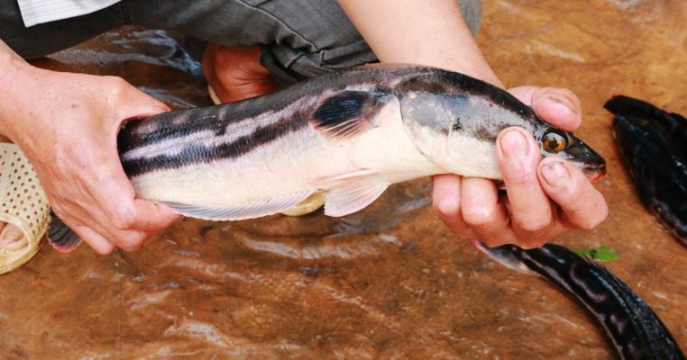 cá lóc