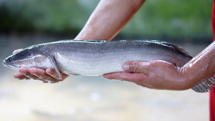dinh dưỡng của cá lóc